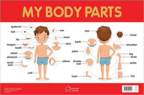 Wonder house Early Learning Educational Charts My Body Parts